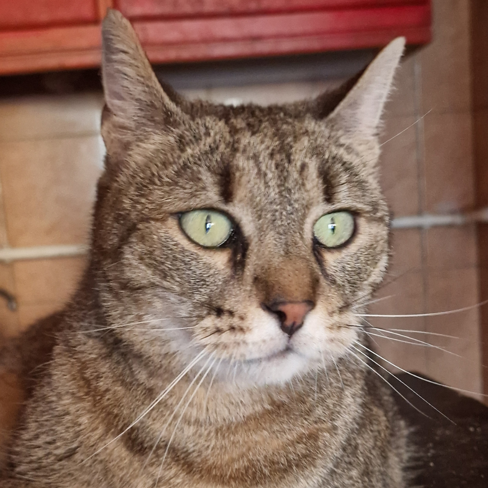 Ana Sofija - Image 2