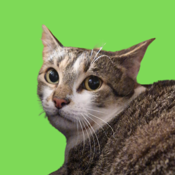 Pilav