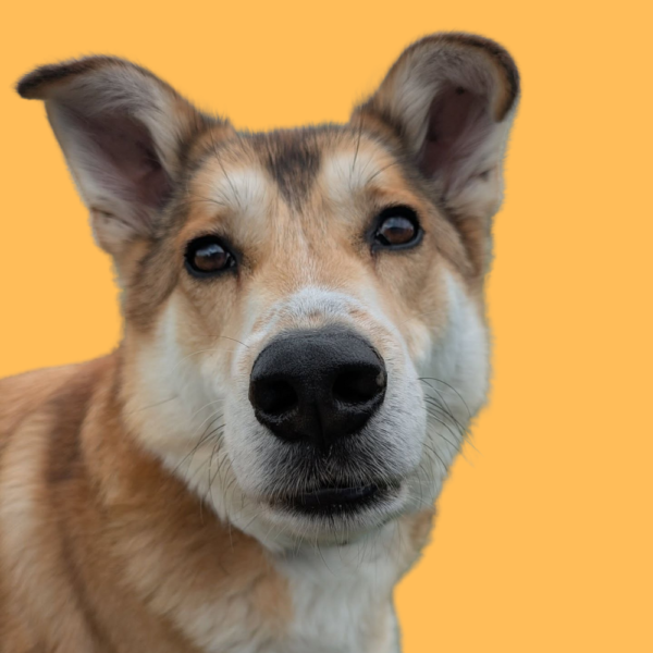 Skipper