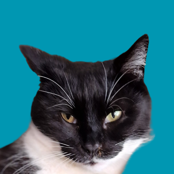 Sylvester