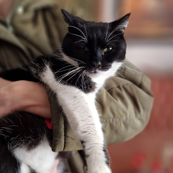 Sylvester - Image 2