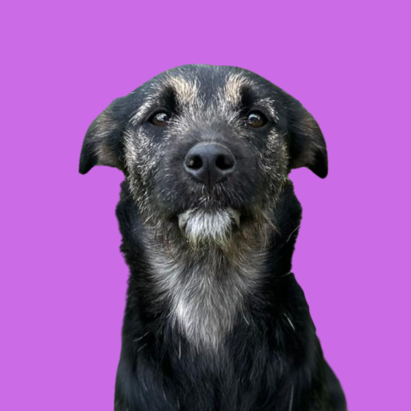 Zizi