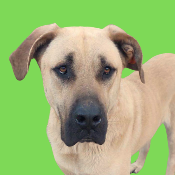 Pamuk