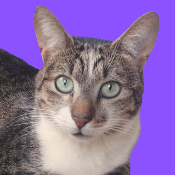 Nico