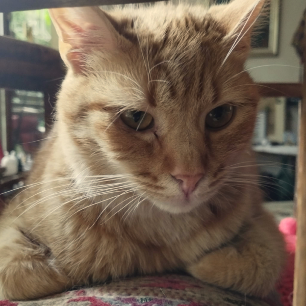 Maple