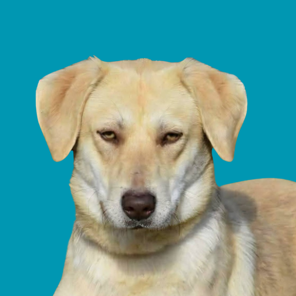 Toti