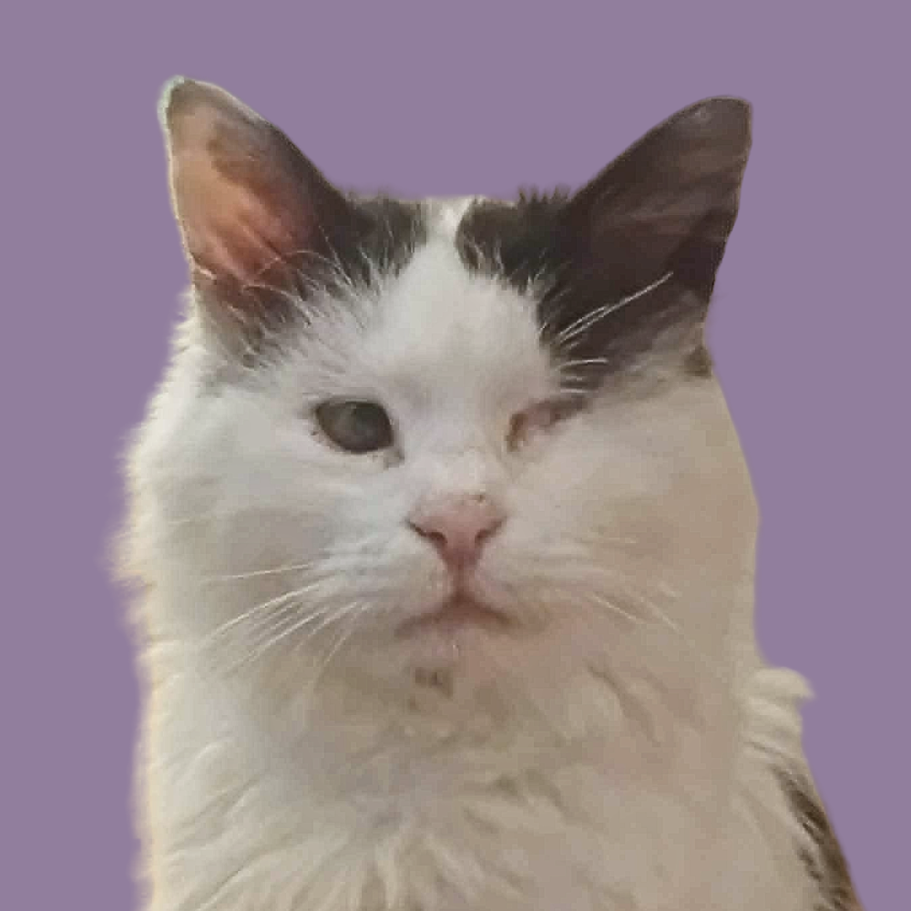 Suki
