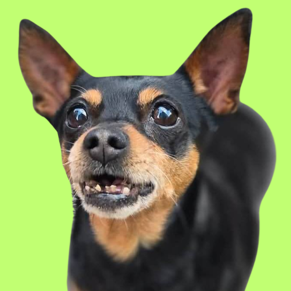 Tobi