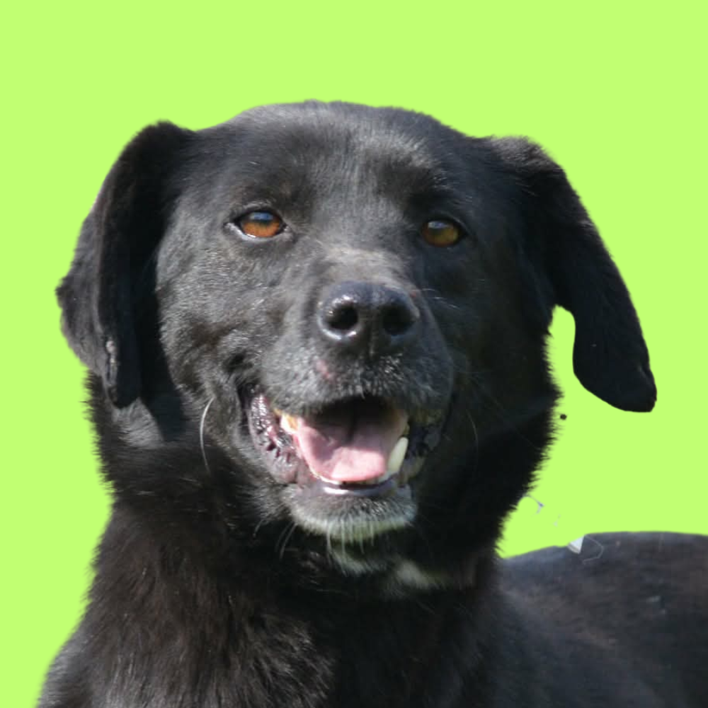 Vlasta