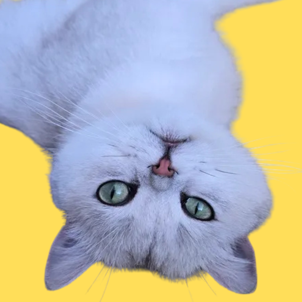 Hedwig