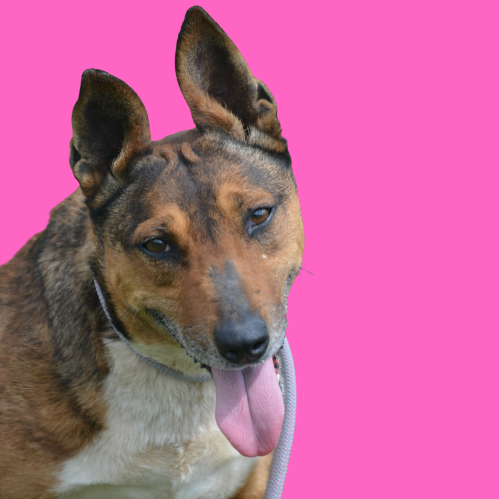 Sika