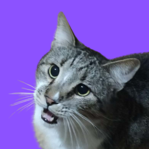 Winston