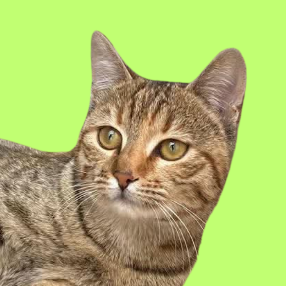 Trala