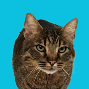 Simbu