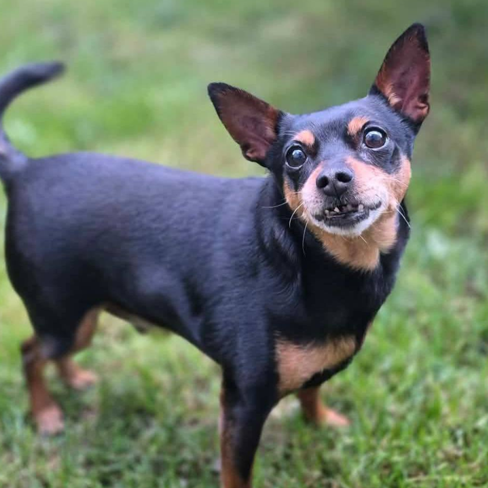 Tobi - Image 2