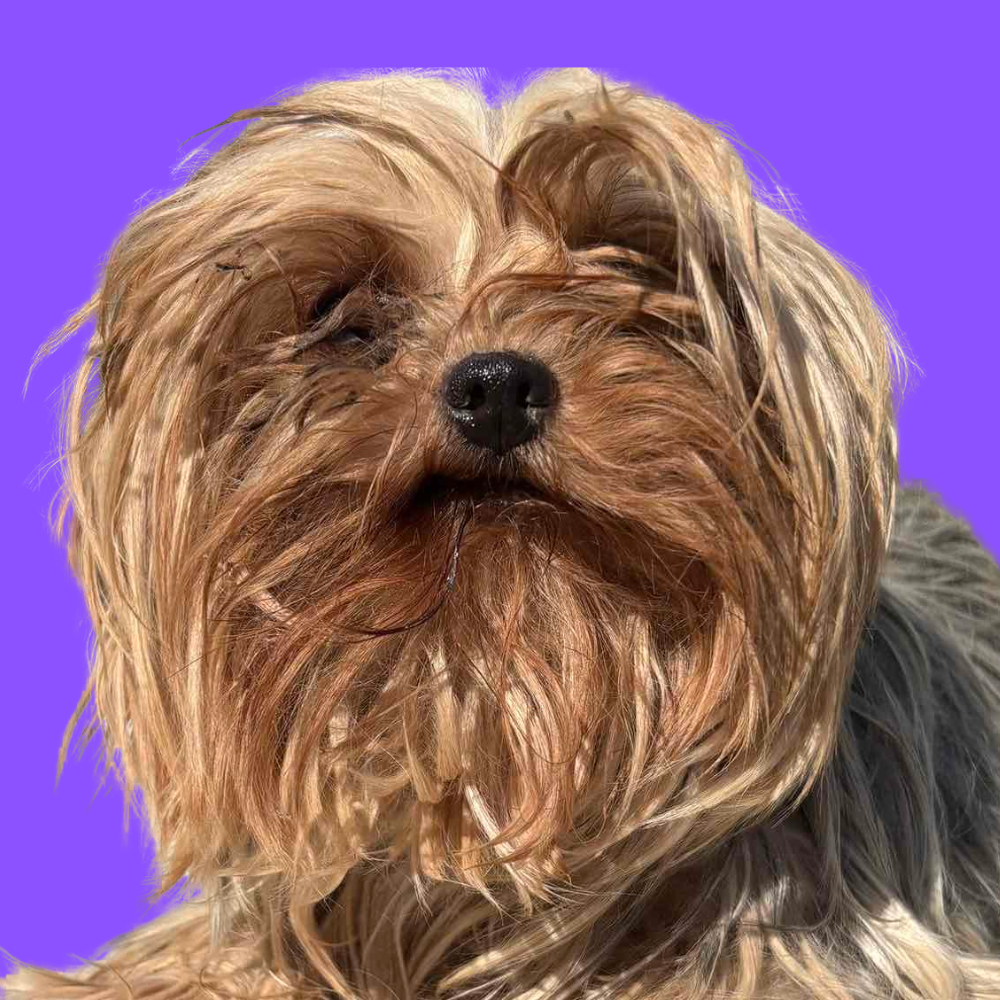 Portia