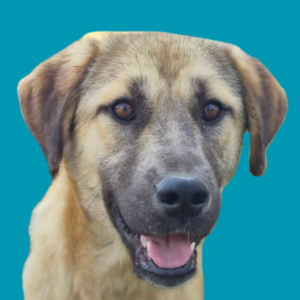 Moli