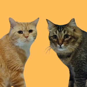 Kuma & Orange