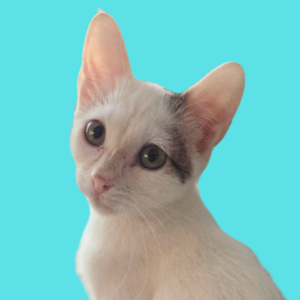 Chimichanga aka Chimi