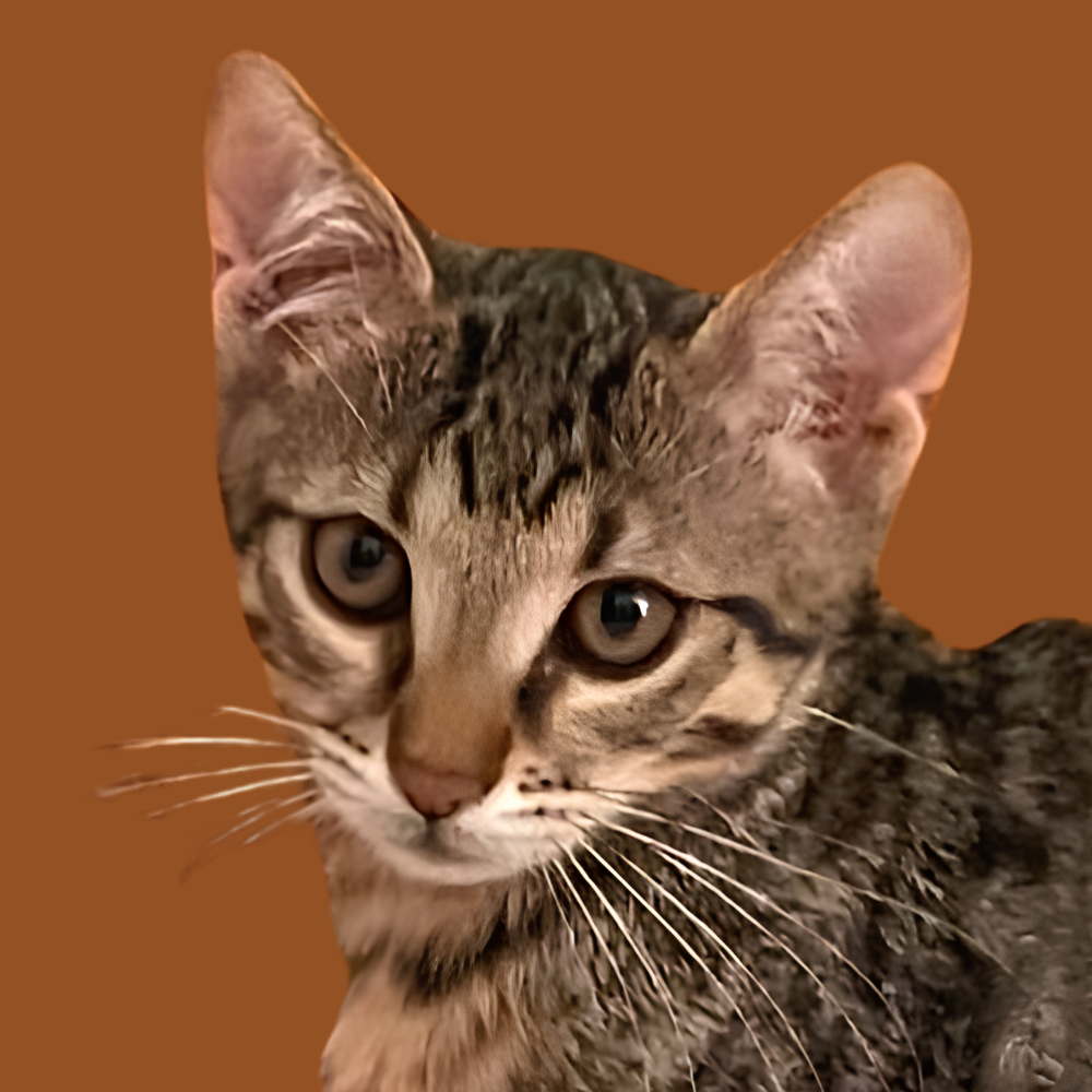 Sokka