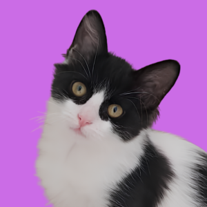Zoela