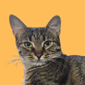 Ziba