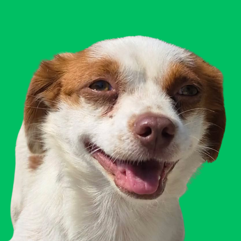 Dafi